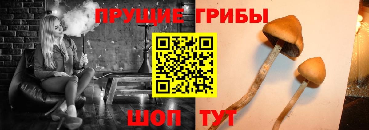 Ачхой-Мартан  Псилоцибиновые грибы мицелий  Галлюциногенные грибы GOLDEN TEACHER  Вход с VPN 